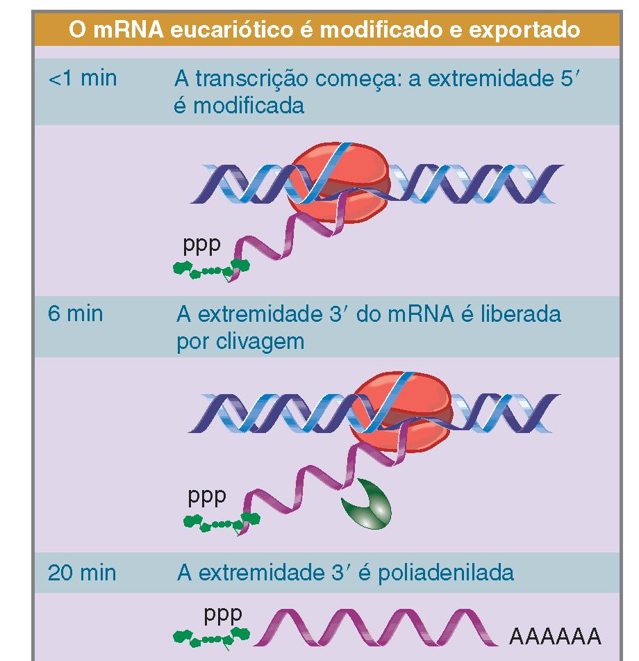 Expressão