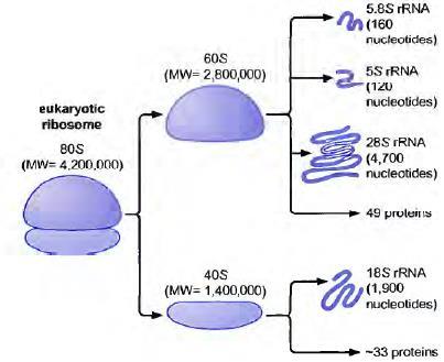 Tradução Ribossomo Eucarioto = Moléculas de RNA + Proteínas (60:40) - Compostos por duas subunidades (maior e menor) - Subunidade menor