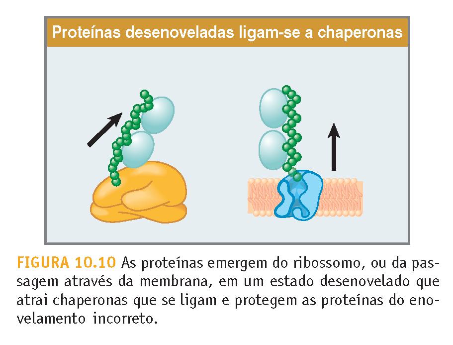 Pós-Tradução: Chaperonas