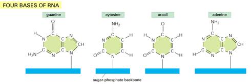 RNA Diferenças