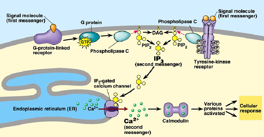 Mecanismo de transdução de sinal da Ach em receptores muscarínicos do tipo M1 - aumenta Inositol