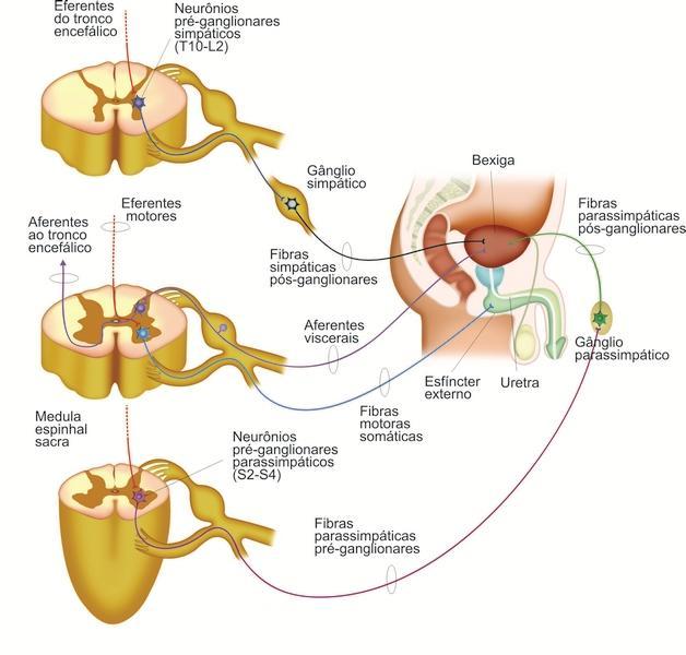 Reflexos autonômicos Controle da Micção O controle da micção é um exemplo de interação entre um reflexo autonômico (involuntário) e comandos voluntários de origem cortical.