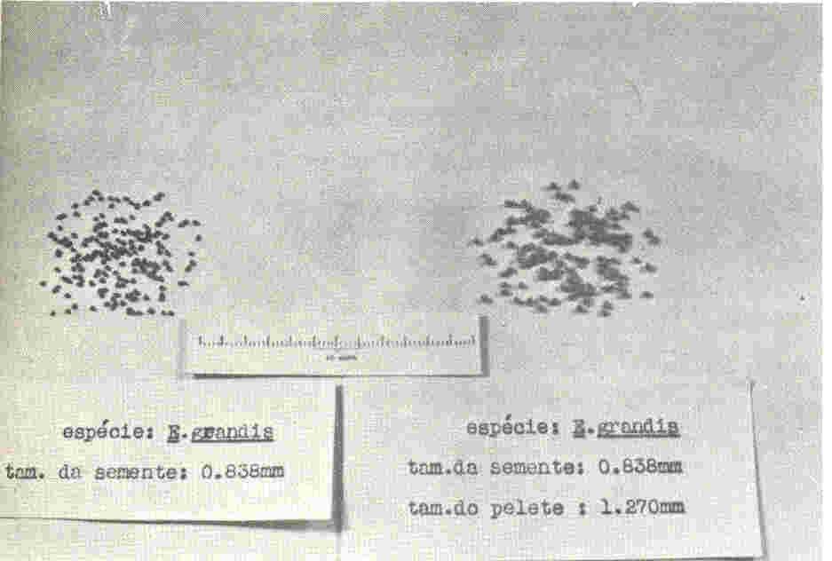 4. DISCUSSÃO E CONCLUSÃO A partir dos resultados das primeiras peletizações podese concluir pela viabilidade de aplicação do método de peletização para as sementes das três espécies estudadas (E.