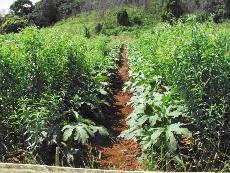 Assim sendo, a atuação isolada ou em associação dos fatores mencionados anteriormente, entre outros, colaboram para a baixa utilização da adubação verde na produção de hortaliças no estado de São