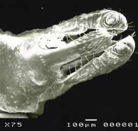 10 Coleta, preservação e identificação de carrapatos Capítulo 1 Figura 1.8. Gnatossoma de Amblyomma longirostre com detalhe para os palpos dispostos lateralmente ao hipostômio denteado.
