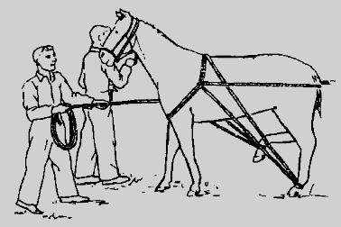 Capítulo 2 Métodos de contenção de animais para coleta de carrapatos 43 Figura 2.6. Contenção de equinos através do membro posterior (pé de amigo) utilizando-se cordas ou peias. Fonte: NOVAES, 1990.