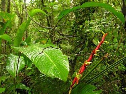 Biodiversidade Explicação suficiente?