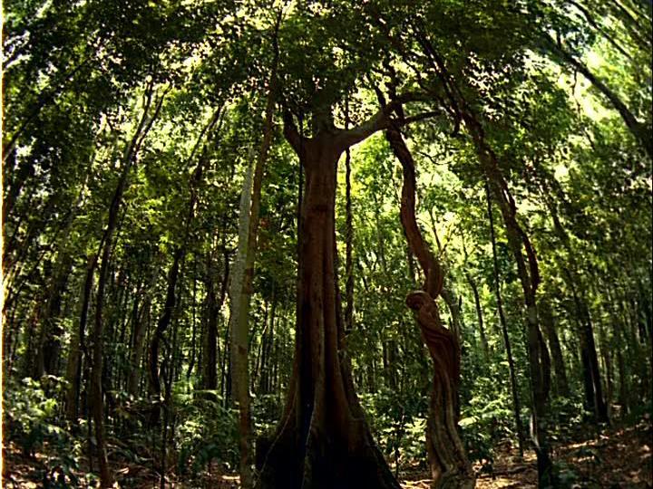 Biodiversidade O papel das interações As interações em geral, especialmente as mais complexas como