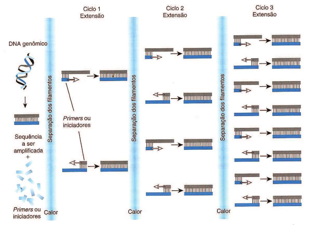 37 Em seguida, a PCR utiliza a enzima DNA polimerase para sintetizar dois novos filamentos de DNA com a sequência localizada entre os primers, sendo os novos filamentos complementares e cópias da