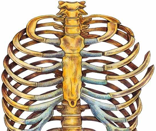 15 torácica é diminuída e as repercussões podem ser mais sérias, já que existe associação com acúmulo de secreções, atelectasia e posterior infecção.