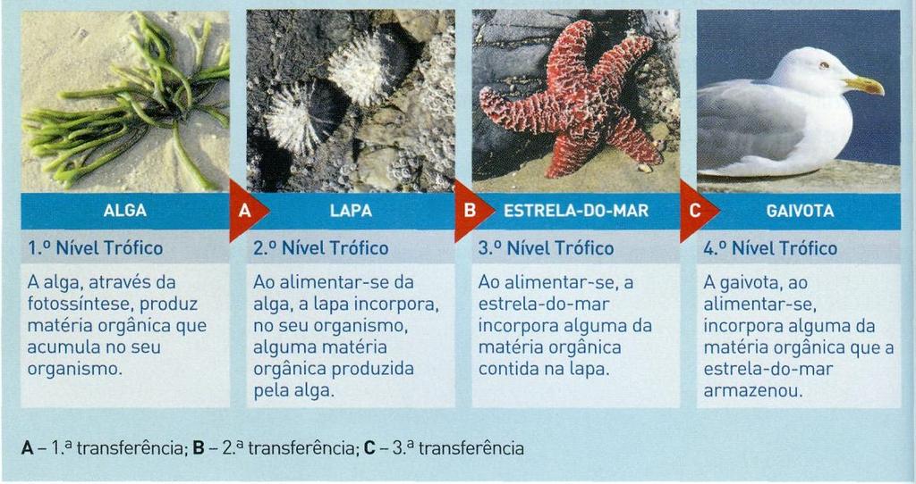 2 O conjunto de seres vivos de uma comunidade que se alimentam e servem