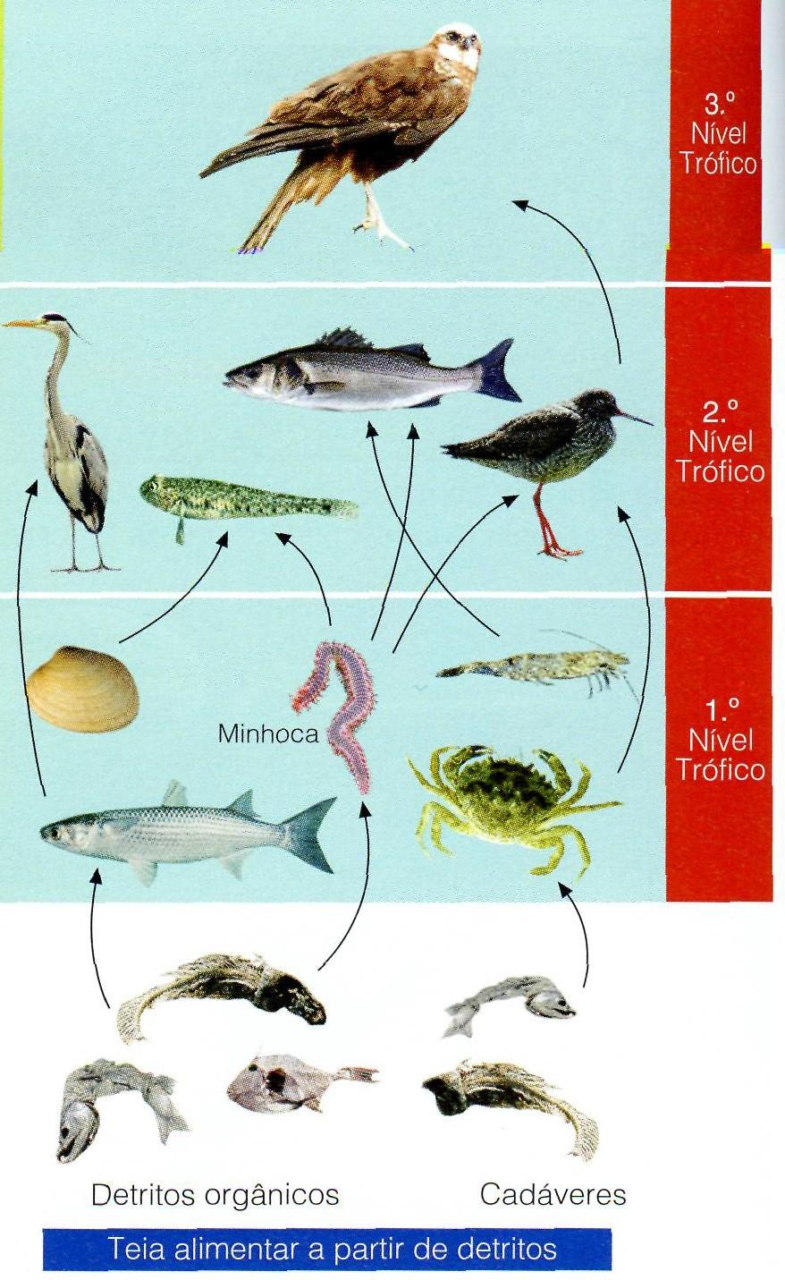 Numa teia alimentar, os mesmos seres vivos