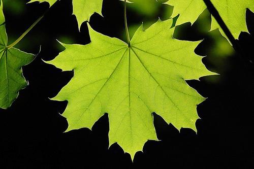 6 As plantas e outros organismos fotossintéticos captam a energia