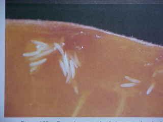 FRUTOS: As moscas fazem a postura nos frutos causando perfurações que são imperceptíveis no início mas logo que as células do tecido atacado morrem, se forma um ponto escuro na casca, e com o