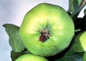 Entradas pelo cálice são mais difíceis de serem detectadas sem dissecar o fruto. Os frutos atacados apodrecem e caem precocemente.