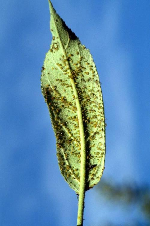Este inseto ataca as plantas principalmente durante o período seco, no entanto maiores populações podem ser verificadas logo após a brotação das plantas, quando os ramos estão novos e tenros.