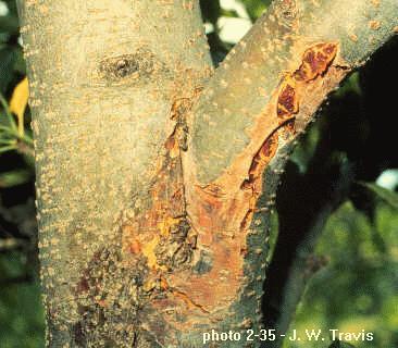 Temperaturas de 20-24 C e umidade relativa (96-100%) alta, com uma lâmina da água livre na superfície dos tecidos durante nove horas, assim como ramos infectados ou frutos mumificados na árvore são