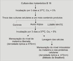 Conclusão: Lumin White inibiu a expressão do gene PMEL17, devido à inibição da síntese da melanina e da maturação dos melanossomas.