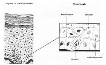 Figura 1. Esquema do melanócito na epiderme. Classificação: A melanina é classificada em: Eumelanina: pigmento insolúvel, de coloração variável de marrom a preto.