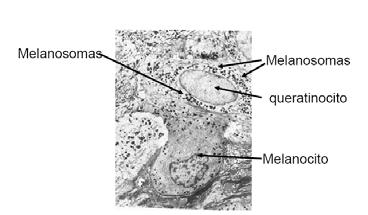 Melanócitos & Melanogênese Na pele normal os melanócitos são encontrados apenas na camada basal.