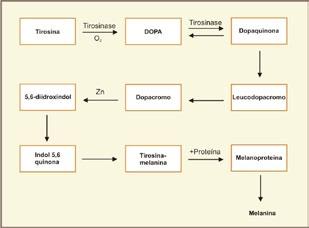 A melanina é sintetizada em organelas celulares denominadas melanossomos a partir de um precursor comum, a tirosina. A síntese melânica é estimulada principalmente pela radiação UV.