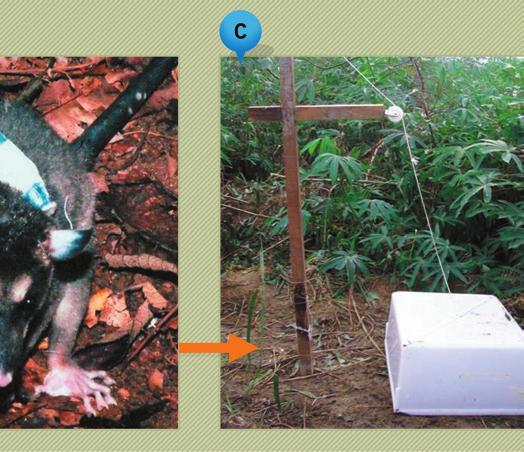 Em poucos séculos, as florestas foram transformadas em um conjunto de pequenos fragmentos de mata circundados por áreas alteradas como pastagens, plantações, estradas e cidades.