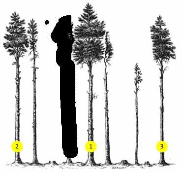3) Seleção da principal concorrente da árvore