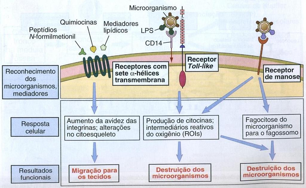 Ativação dos receptores e