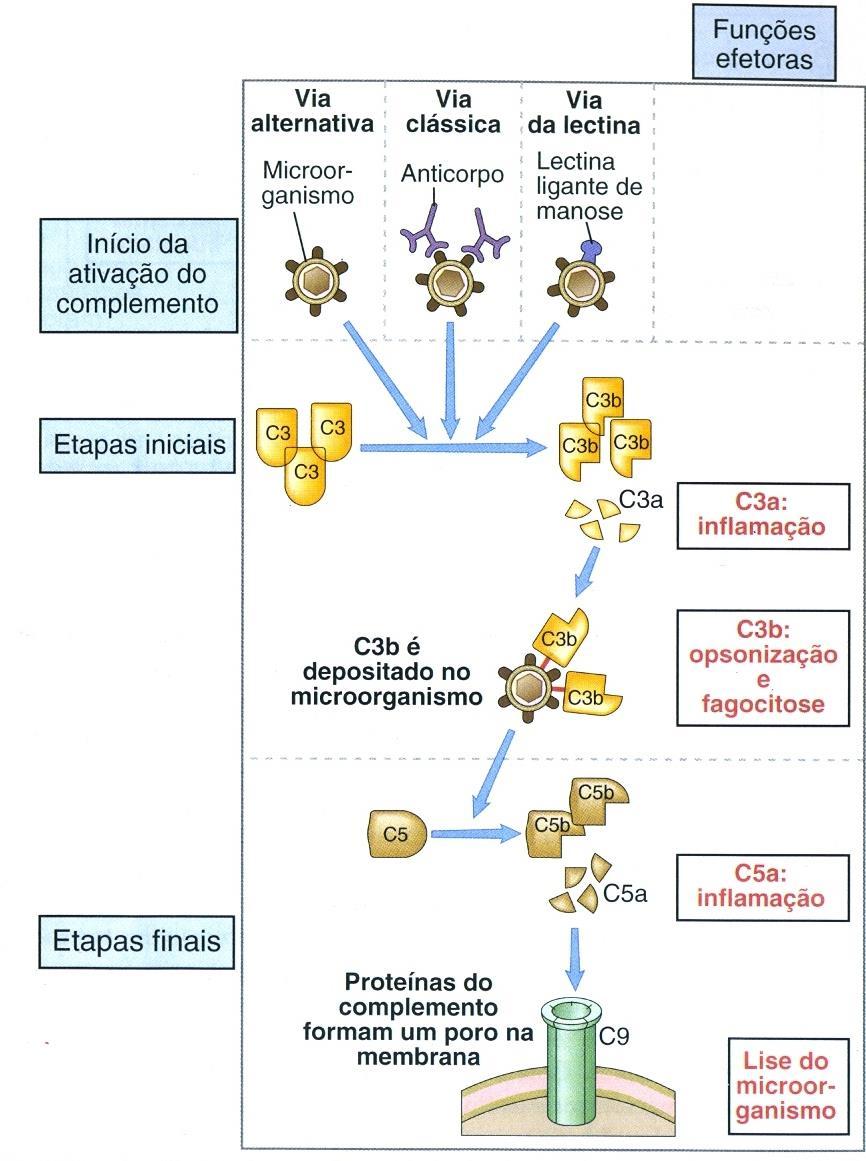 Vias de ativação do