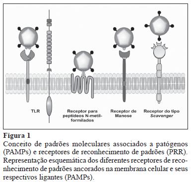 Receptores para os Moos - Expressos nos fagócitos, células dendríticas, células epiteliais, endoteliais e outras associadas