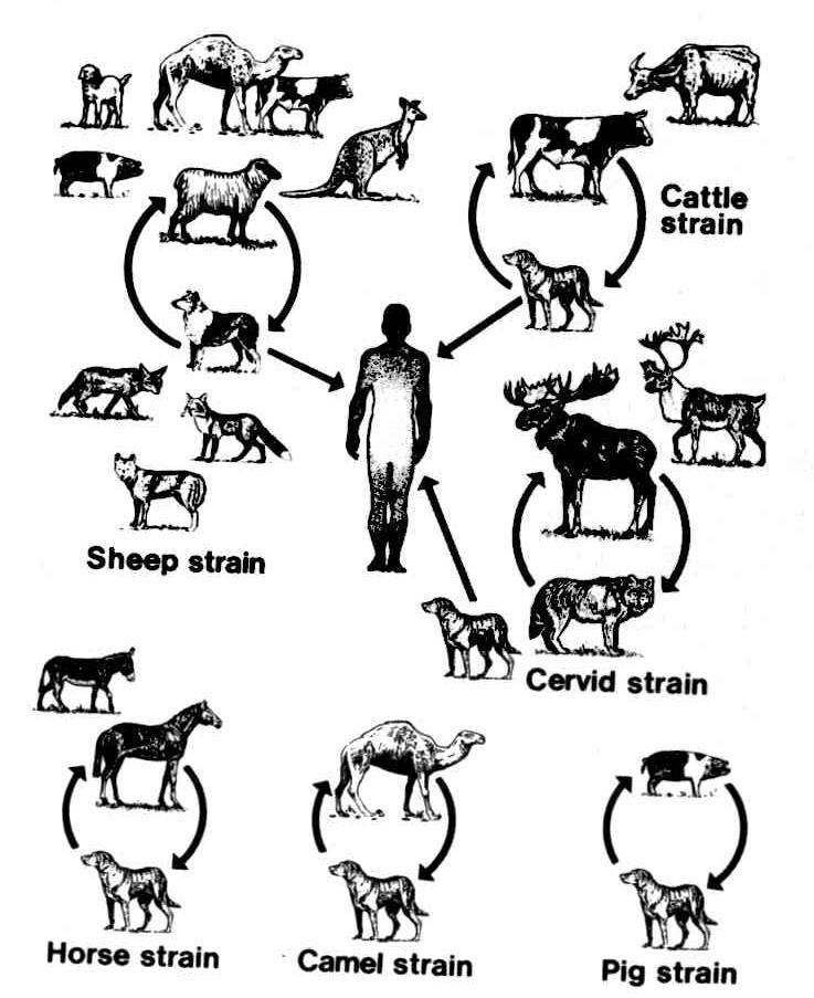 Padrão do ciclo de vida do E. granulosus e E.multilocularis mostrando ciclo presumido natural (silvestre) e os ciclos derivados Ciclo de vida das seis variantes genéticas de E.