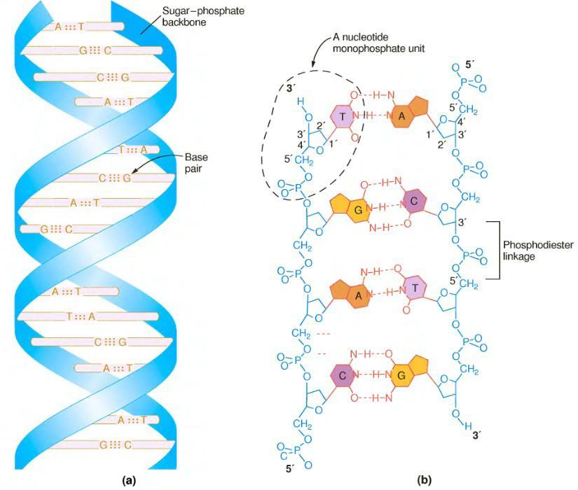 Estrutura do DNA As duas hélices são mantidas juntas por pontes de hidrogênio Os nucleotídeos são mantidos
