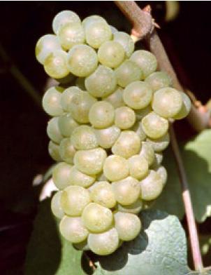 12 Figura 2 Aspecto do cacho da uva Chardonnay Fonte: www.vivairauscedo.com/en/catalogo.php Acesso em 25/