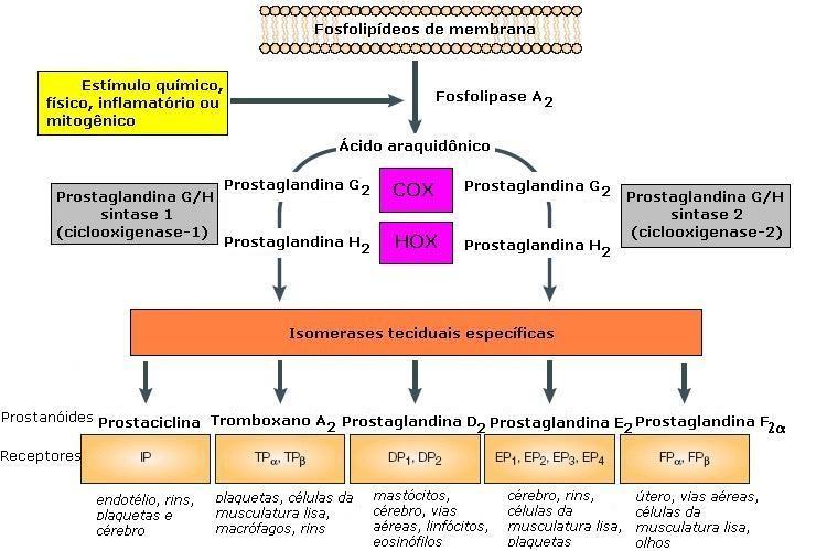 De acordo com a Figura 1 este processo se inicia por meio da liberação do ácido araquidônico para célula via hidrólise dos fosfolipídeos de membrana, quando ocorre aumento na concentração