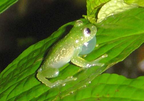 Biota Neotrop., vol. 8, no. 1, Jan./Mar. 2008 205 Anuros da RERP, Mangaratiba, RJ Figura 13. Hyalinobatrachium uranoscopum (Müller, 1924) macho vocalizando em vegetação, na margem do rio Borboleta.