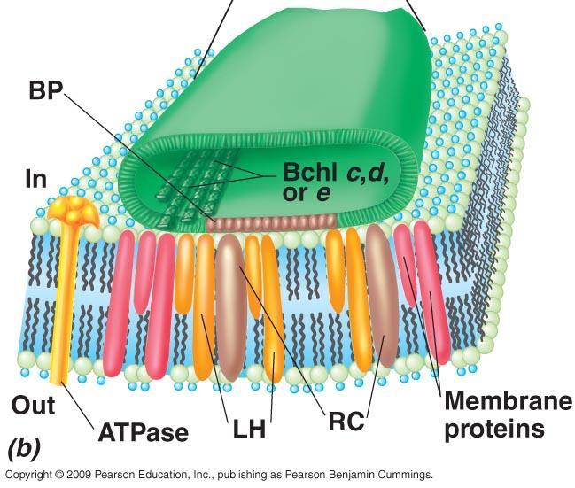 citoplasmática - Na própria membrana; - Estruturas especializadas envoltas