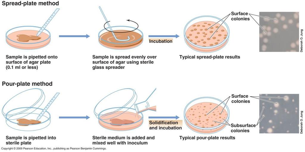 Prática 5 Técnicas de isolamento de micro-organismos: Esgotamento Método de Semeadura por Esgotamento - A maioria dos materiais infecciosos ou provenientes de solo, água ou mesmo