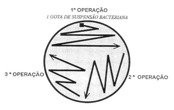 Prática 5 Técnica de isolamento de bactérias (obtenção de cultura em meio sólido). Utilizar uma suspensão mista de bactérias (Serratia + Micrococcus) a ser distribuída pelo professor.