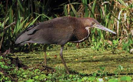 A plumagem varia muito de acordo com a idade, de tal forma que aves jovens grosseiramente barradas e adultas com pescoço avermelhado parecem pertencer a espécies distintas.