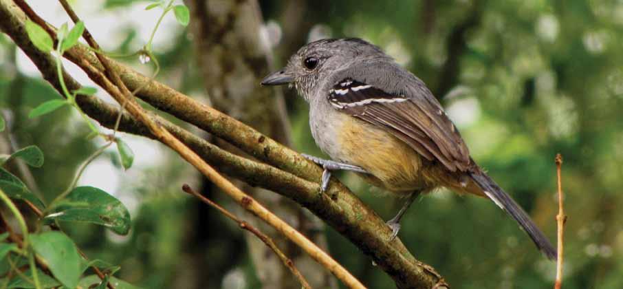 Aves A espécie apareceu na Estação Ambiental pela primeira vez em 2010 e, desde então, vem ocorrendo de forma regular.