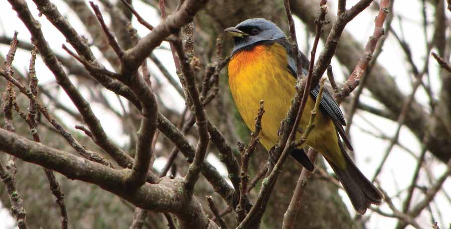 Habitantes Sanhaçu-papa-laranja, Pipraeidea bonariensis (Figura 29). Pássaro típico da região sul que apresenta marcante dimorfismo sexual.