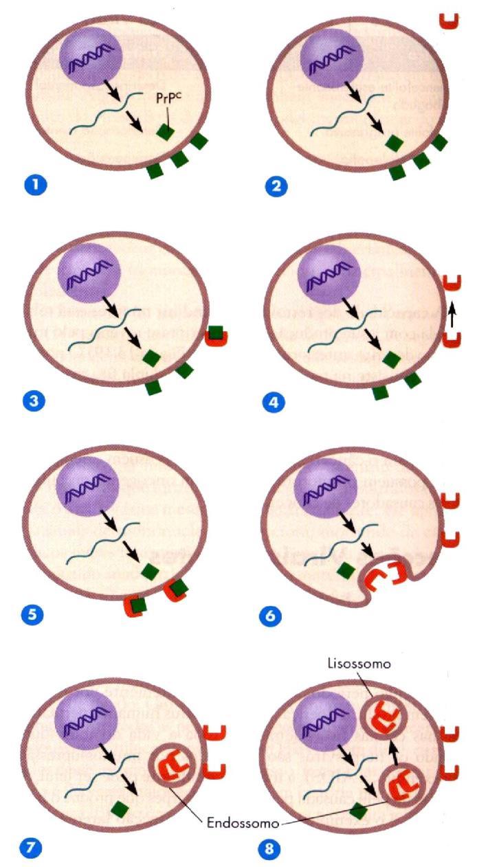 INTRODUÇÃO A MICROBIOLOGIA 12 Prions: PrP SC Proteína Prion Celular Proteína Prion Scrapie