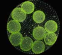 INTRODUÇÃO A MICROBIOLOGIA 2 Microrganismos: É um