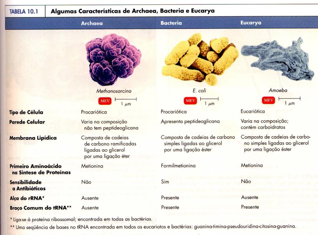 INTRODUÇÃO A MICROBIOLOGIA 20