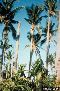 > 20 milhões de coqueiros no sudeste asiático; Coconut Cadang-Cadang Viroid -