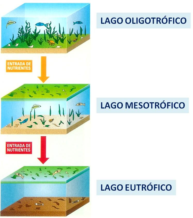 Baixos níveis de nutrientes Crescimento limitado do fitoplâncton. Água límpida Elevada Biodiversidade Aumento da concentração de nutrientes Desenvolvimento do fitoplâncton.