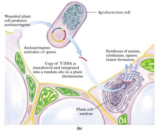 Célula vegetal ferida produz compostos que atraem a agrobactéria Uma cópia do T-DNA é