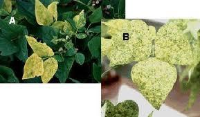 1ª Geração - Exemplo Resistentes a insetos: ordem Lepidoptera introdução do gene Cry1A(b) bactéria Bacillus thrurigienses algodão (Bollguard ) e milho (Yieldguard ) Eventos combinados