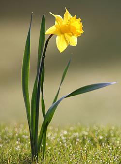 Narciso