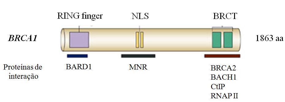 15 Figura 9 Representação da proteína brca1 evidenciando a posição do domínio RING finger, do sinal de localização nuclear (NLS) e dos dois domínios BRCTs.